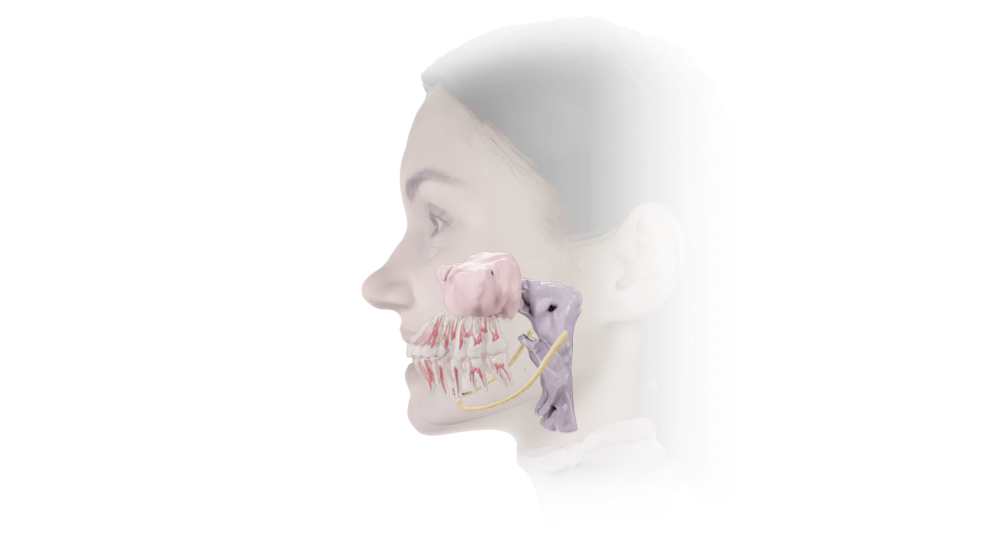 Ray 5Dイメージングソリューション